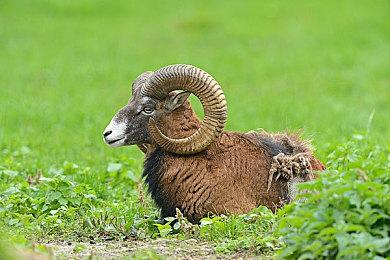 网易《射雕》PC配置需求公布 明年1月开启删档测试