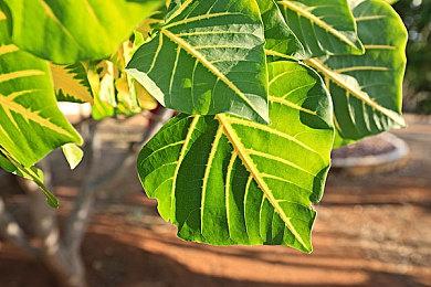 《最终幻想16》开发者介绍DLC长度与设定细节